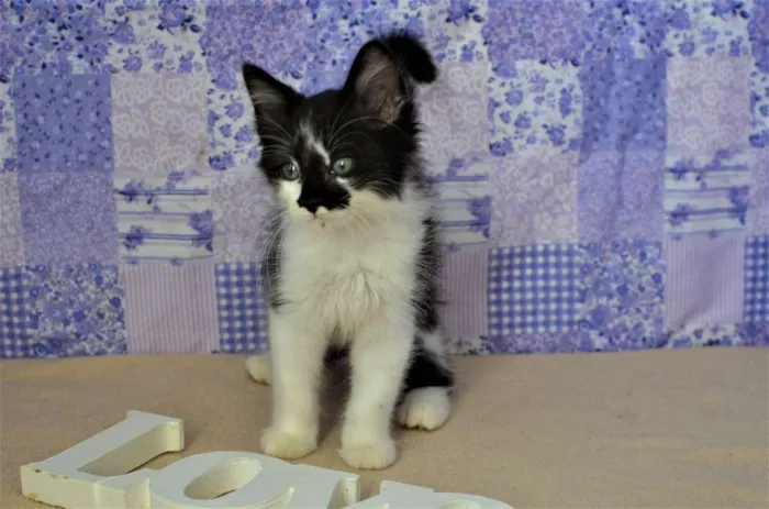 Gato ra a SRD idade Abaixo de 2 meses nome kinder