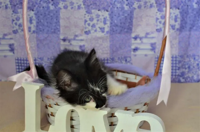 Gato ra a SRD idade Abaixo de 2 meses nome kinder