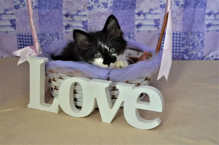 Gato ra a SRD idade Abaixo de 2 meses nome kinder