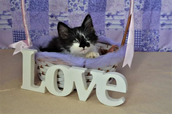 Gato ra a SRD idade Abaixo de 2 meses nome kinder