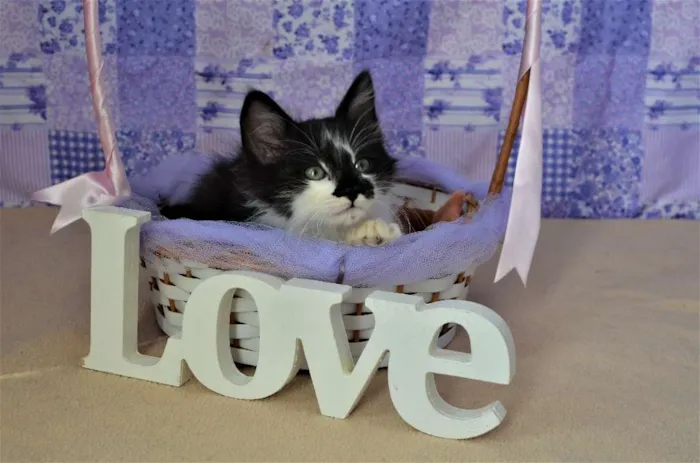 Gato ra a SRD idade Abaixo de 2 meses nome kinder