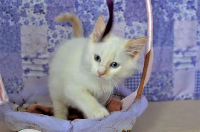 Gato ra a Siamês idade Abaixo de 2 meses nome Mingau