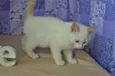 Mingau