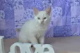 Mingau