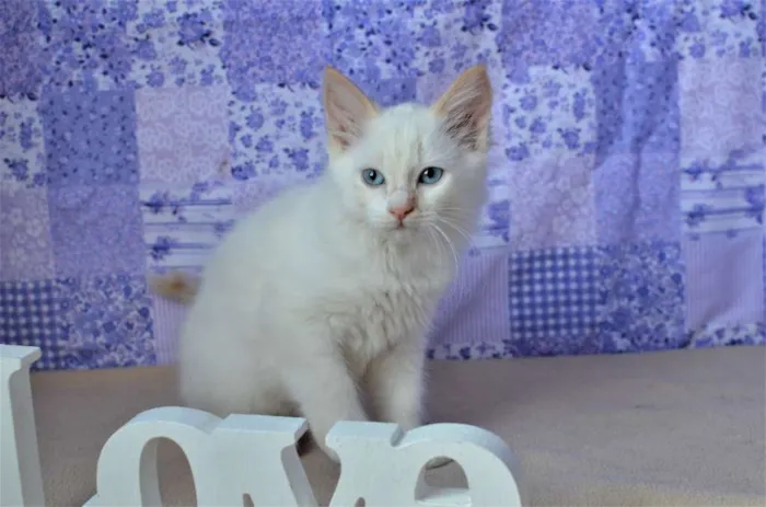 Gato ra a Siamês idade Abaixo de 2 meses nome Mingau