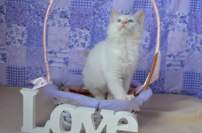 Gato ra a Siamês idade Abaixo de 2 meses nome Mingau