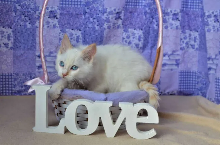 Gato ra a Siamês idade Abaixo de 2 meses nome Mingau
