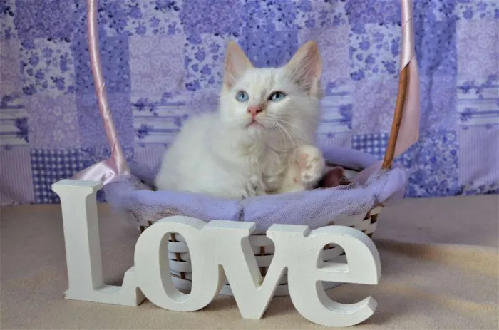 Gato ra a Siamês idade Abaixo de 2 meses nome Mingau