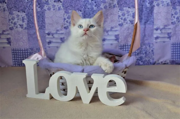 Gato ra a Siamês idade Abaixo de 2 meses nome Mingau