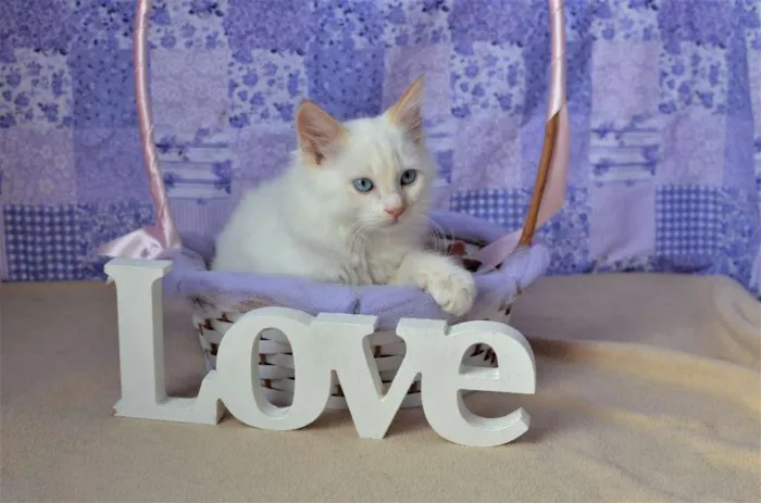 Gato ra a Siamês idade Abaixo de 2 meses nome Mingau