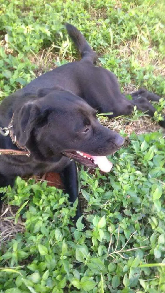 Cachorro ra a Labrador idade 1 ano nome Desconhecido