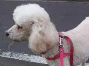 Cachorro raça Poodle idade 6 ou mais anos nome Mel