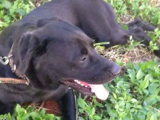 Cachorro ra a Labrador idade 1 ano nome Desconhecido