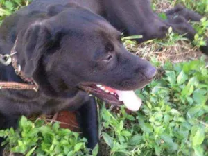 Cachorro raça Labrador idade 1 ano nome Desconhecido