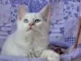 Mingau