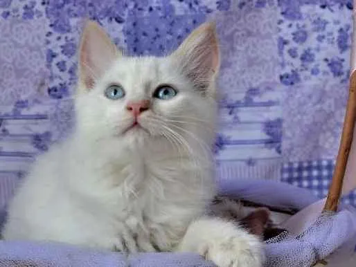 Gato ra a Siamês idade Abaixo de 2 meses nome Mingau