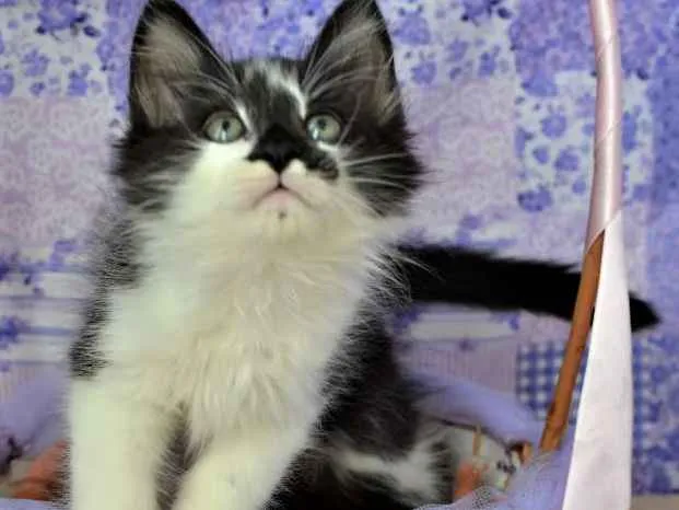 Gato ra a SRD idade Abaixo de 2 meses nome kinder