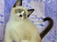 Kit-Kat