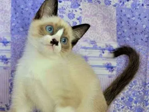 Gato ra a Siamês idade Abaixo de 2 meses nome Kit-Kat
