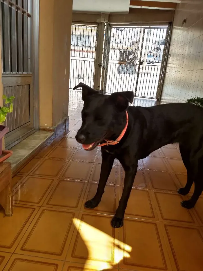 Cachorro ra a SRD idade 3 anos nome Preta
