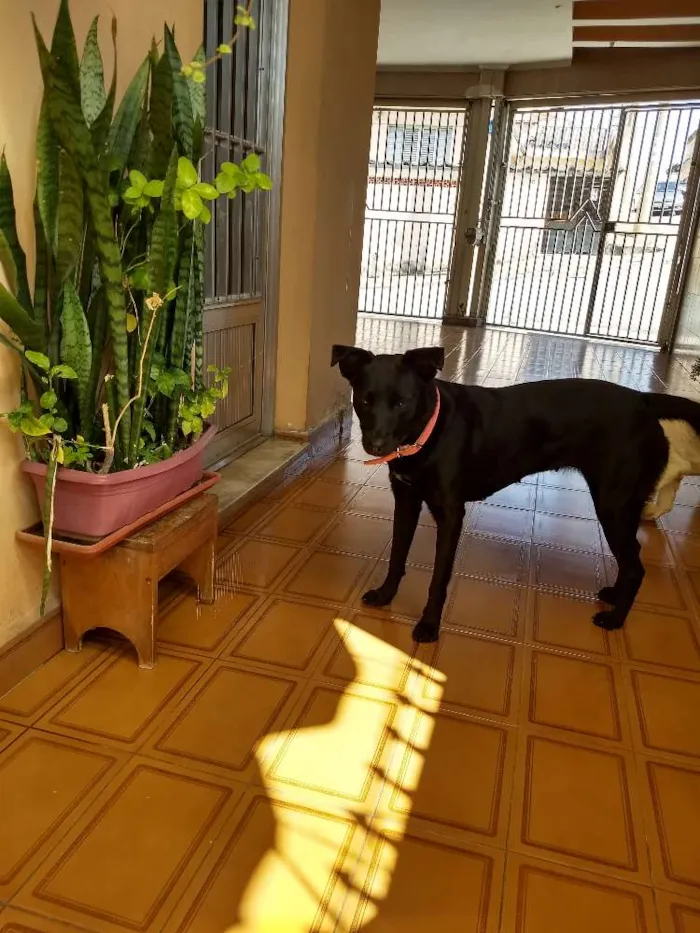 Cachorro ra a SRD idade 3 anos nome Preta