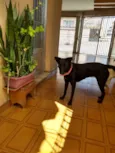 Preta