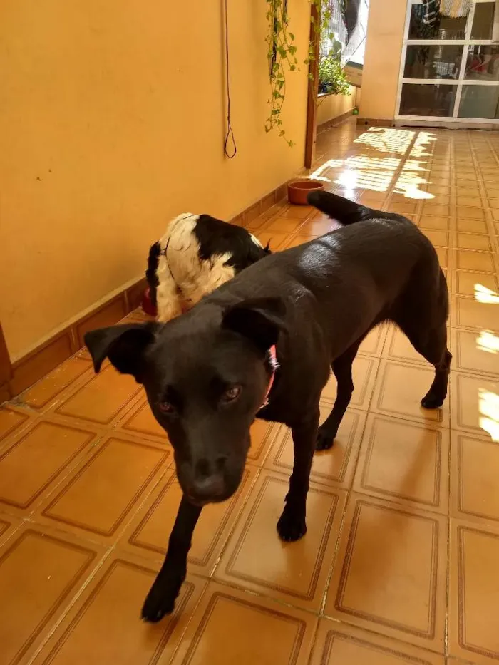 Cachorro ra a SRD idade 3 anos nome Preta