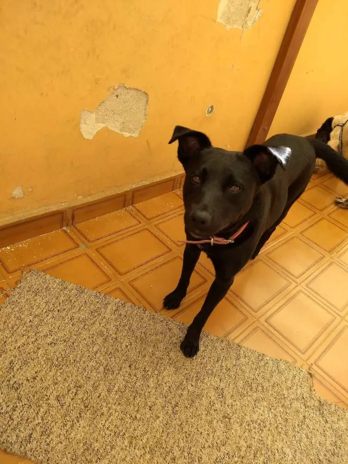 Cachorro ra a SRD idade 3 anos nome Preta