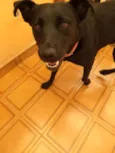 Preta