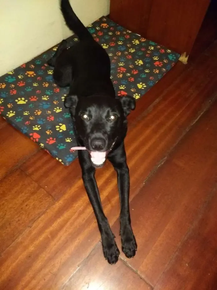 Cachorro ra a SRD idade 3 anos nome Preta