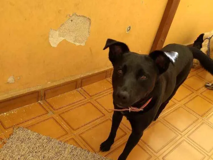 Cachorro ra a SRD idade 3 anos nome Preta