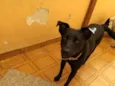 Preta