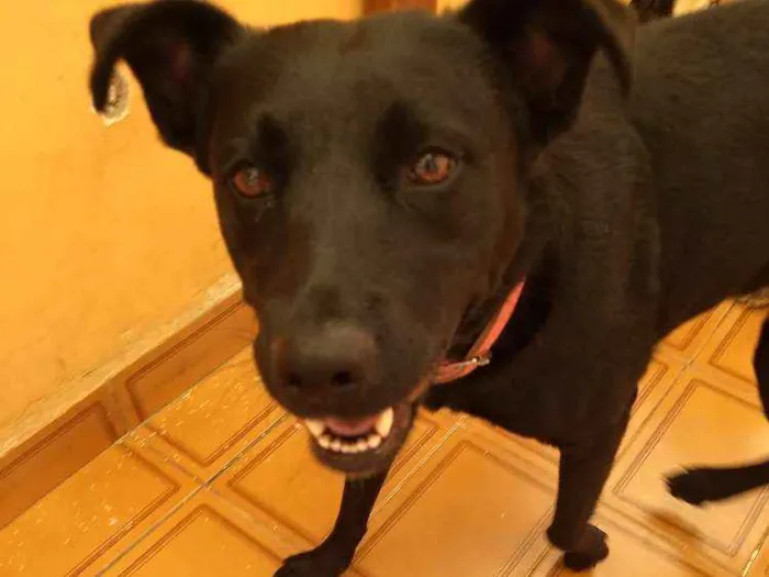 Cachorro ra a SRD idade 3 anos nome Preta