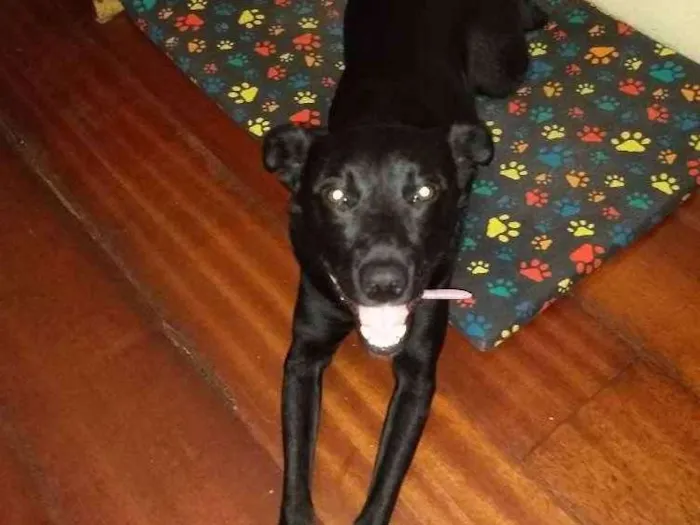 Cachorro ra a SRD idade 3 anos nome Preta