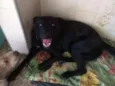 Preta