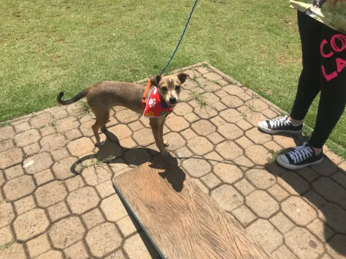 Cachorro ra a Srd idade 7 a 11 meses nome Bambi