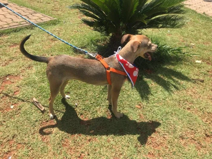 Cachorro ra a Srd idade 7 a 11 meses nome Bambi