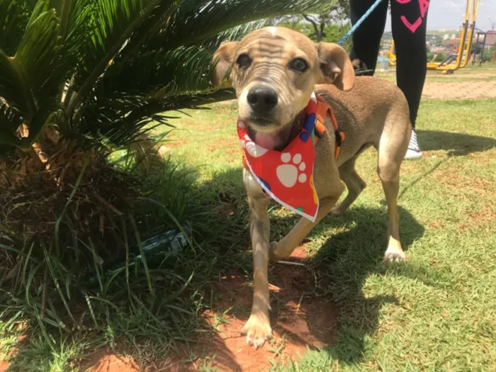 Cachorro ra a Srd idade 7 a 11 meses nome Bambi