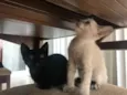 Maisena e Chocooky 