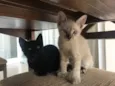 Maisena e Chocooky 