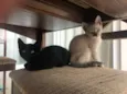 Maisena e Chocooky 