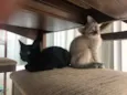Maisena e Chocooky 