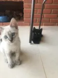 Maisena e Chocooky 
