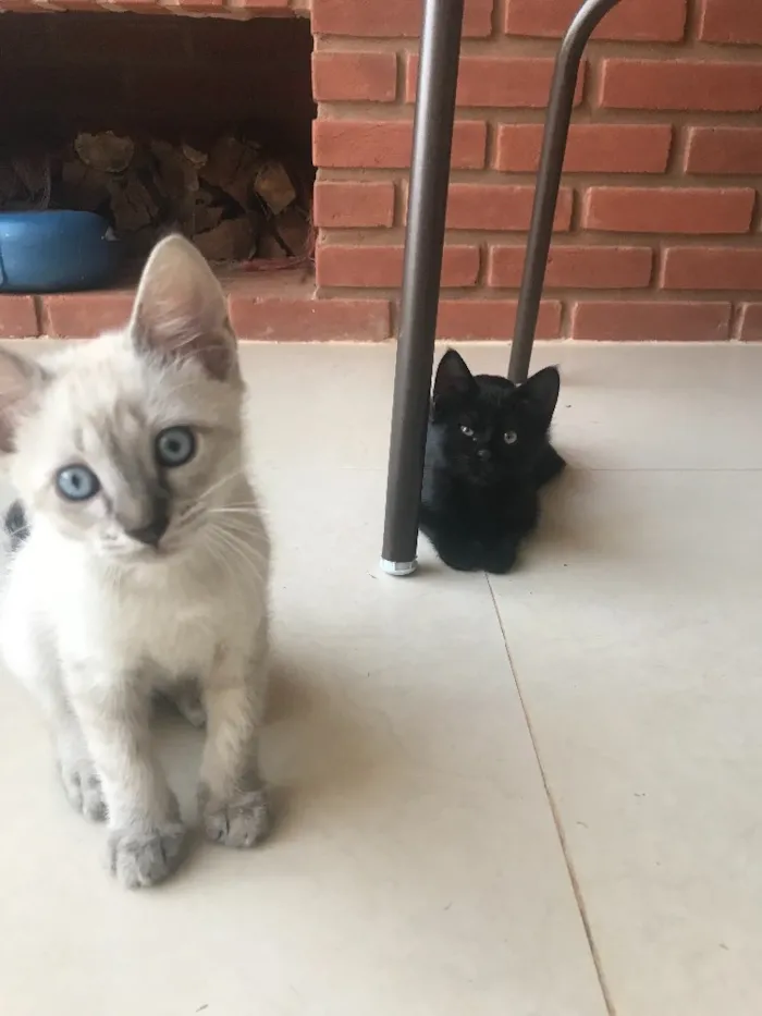Gato ra a Srd idade 2 a 6 meses nome Maisena e Chocooky 