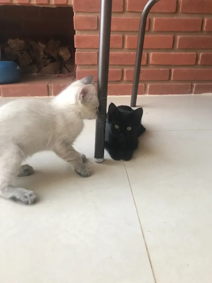Gato ra a Srd idade 2 a 6 meses nome Maisena e Chocooky 