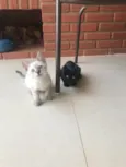 Maisena e Chocooky 
