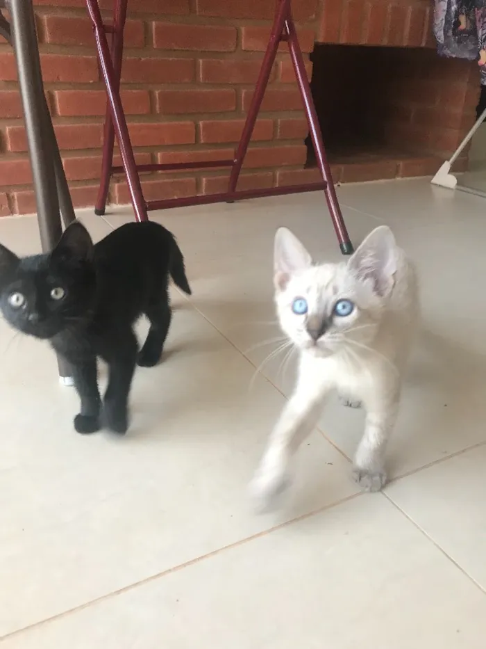 Gato ra a Srd idade 2 a 6 meses nome Maisena e Chocooky 