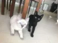 Maisena e Chocooky 