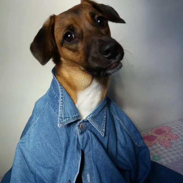 Cachorro ra a Vira Lata idade 2 anos nome Luna
