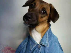 Cachorro raça Vira Lata idade 2 anos nome Luna